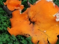 14 Aleuria aurantia